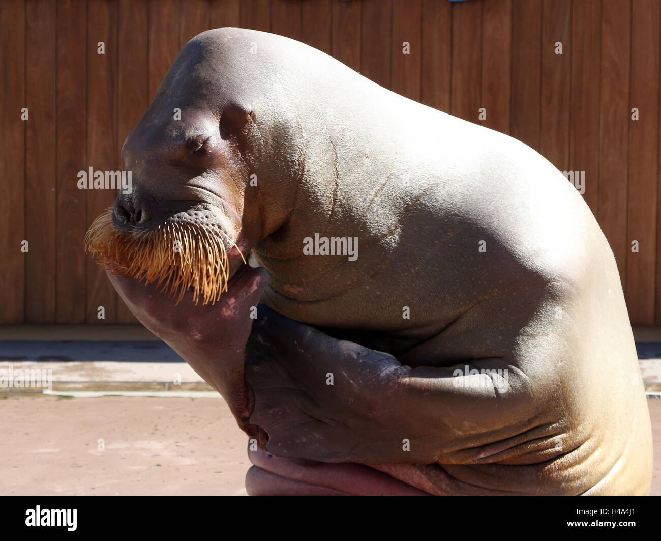 Yokohama, Giappone. 15 ottobre, 2016. Una femmina di tricheco Pico si presenta come una scultura di 'Le Penseur" (Il Pensatore) da Auguste Rodin durante la sua performance show a Yokohama Hakkeijima Sea Paradise aquarium di Yokohama, suburbana Tokyo il Sabato, Ottobre 15, 2016. I visitatori godere della sua performance artistica che verranno eseguiti attraverso il 6 novembre. Credito: Yoshio Tsunoda/AFLO/Alamy Live News Foto Stock