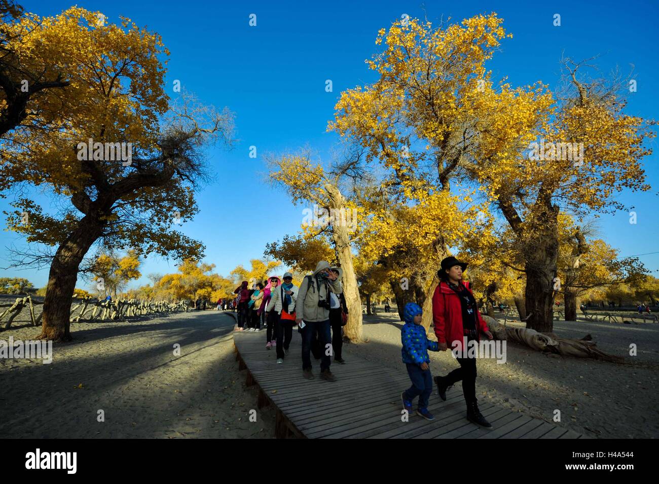 Ejin, la Cina della Mongolia Interna Regione Autonoma. 15 ottobre, 2016. I turisti visualizzare lo scenario del diversiform-lasciava pioppi foresta in Ejin Banner, a nord della Cina di Mongolia Interna Regione Autonoma, dal 15 ottobre 2016. Situato nella profondità di Araxan deserto dei Gobi, L'oasi Ejin è famosa per la sua diversiform-lasciava in foreste di pioppo, che è diventata una grande attrazione per i turisti e per i fotografi soprattutto in autunno. © Lian Zhen/Xinhua/Alamy Live News Foto Stock