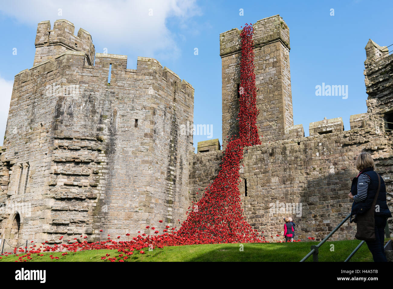 Caernarfon, Galles, 14 ottobre, 2016. Il pianto di papaveri Finestra display da l'installazione " sangue spazzata di terre e mari di rosso" a Caernarfon Castle. Credito: Fotan/Alamy Live News Foto Stock