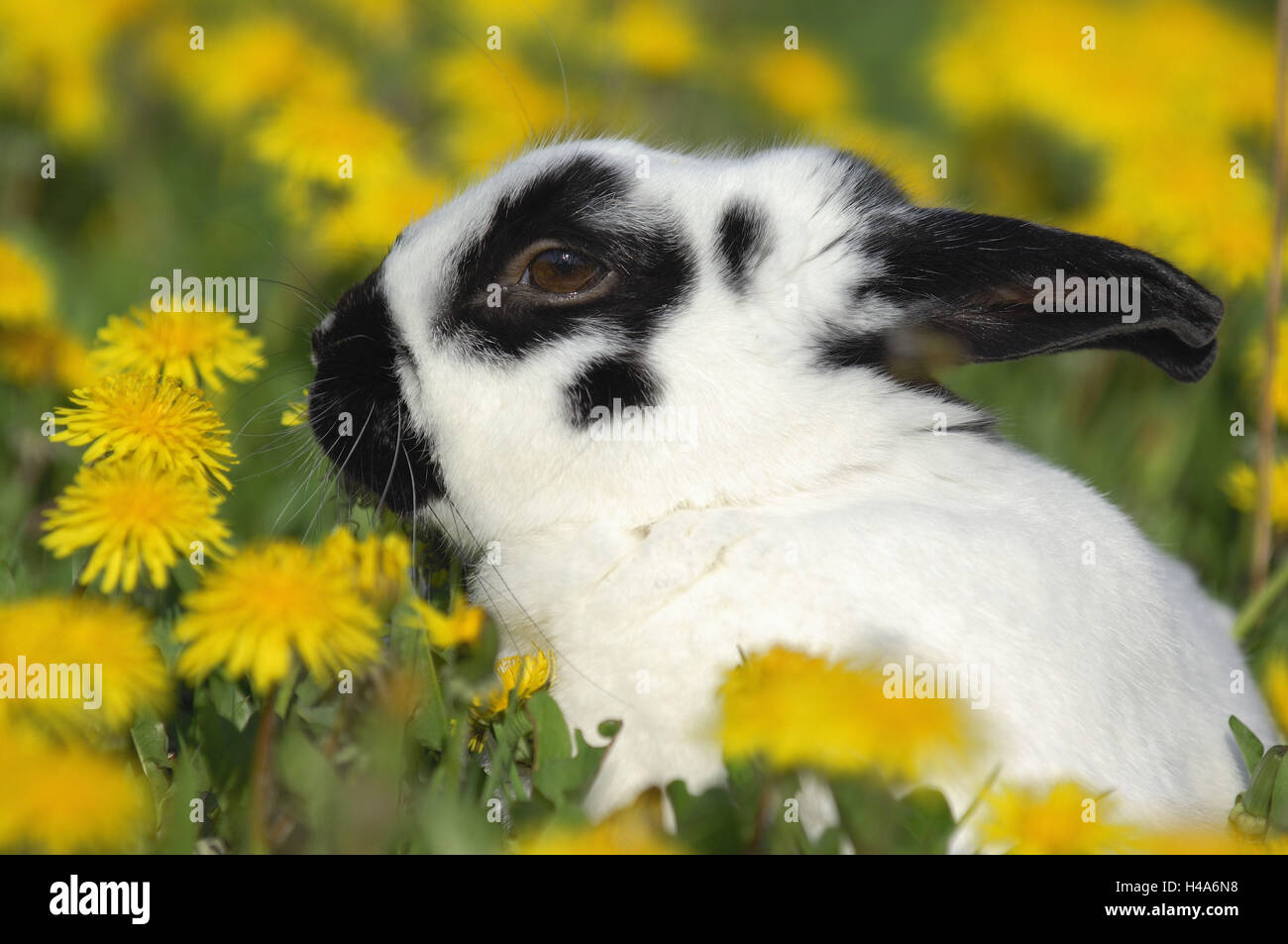 Flower meadow, coniglio, pagina ritratto, comune di tarassaco, molla Foto Stock