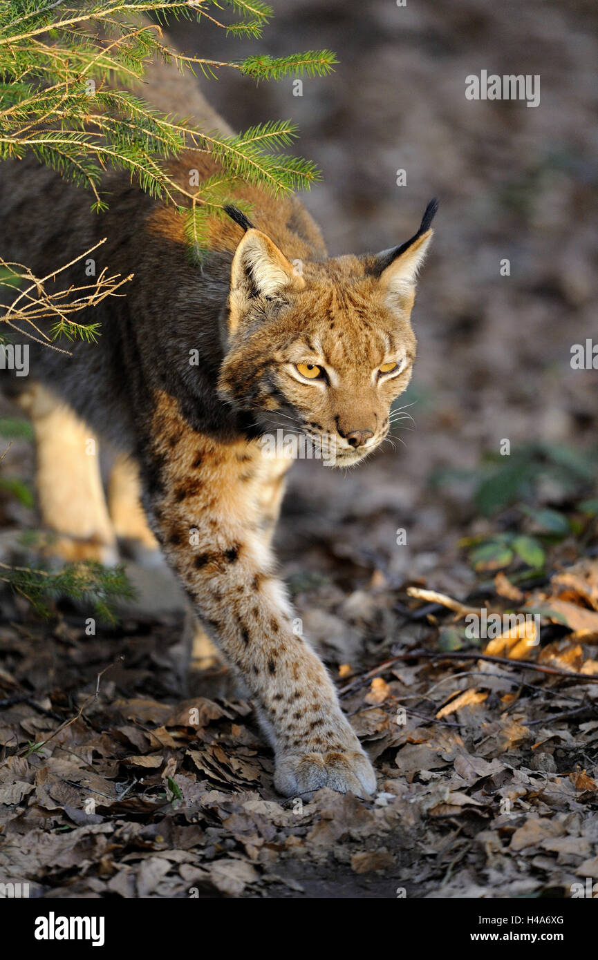 Eurasian, Lynx Lynx lynx, luce della sera, il parco nazionale della Foresta Bavarese, Foto Stock