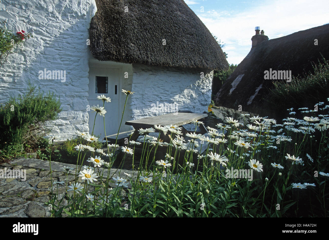 Gran Bretagna, Cornwall, Helford, oxeye daisys, Mimosa cottage, Foto Stock