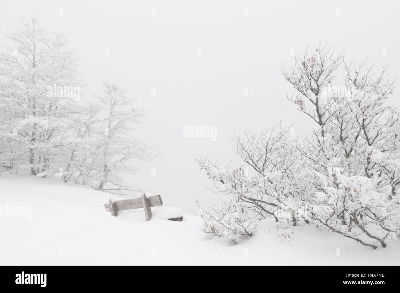 Germania, Baden-Württemberg, Foresta Nera, Schauinsland, snowbound sella e alberi, Foto Stock