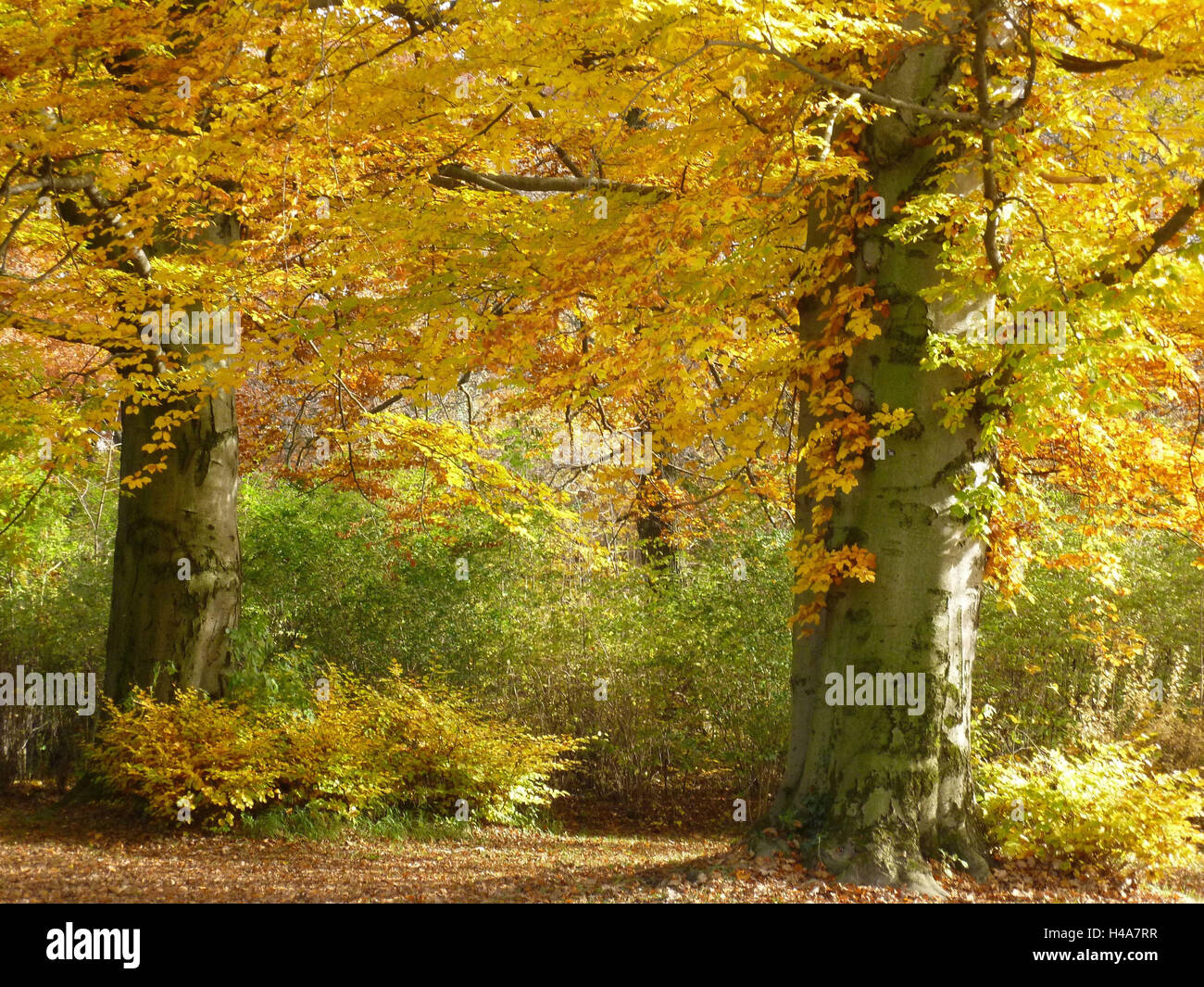 In autunno, il colore delle foglie, faggi, arbusti, Foto Stock