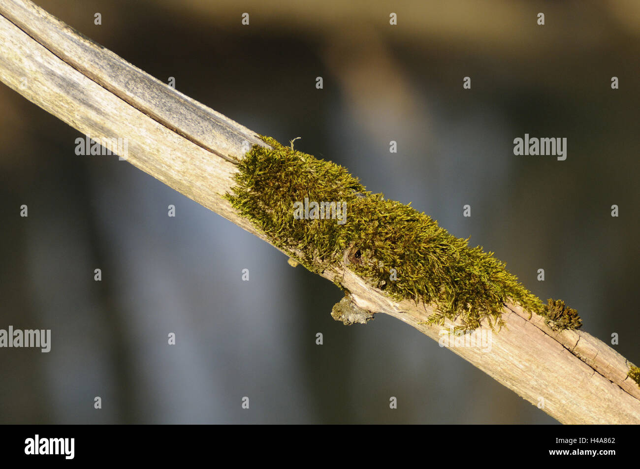 Moss, filiali medie close-up, legno, albero, tronco, impianto, natura, esterno, botanica, flora, bemoost, vecchio marcio, dettaglio close up, moss crescita, Foto Stock
