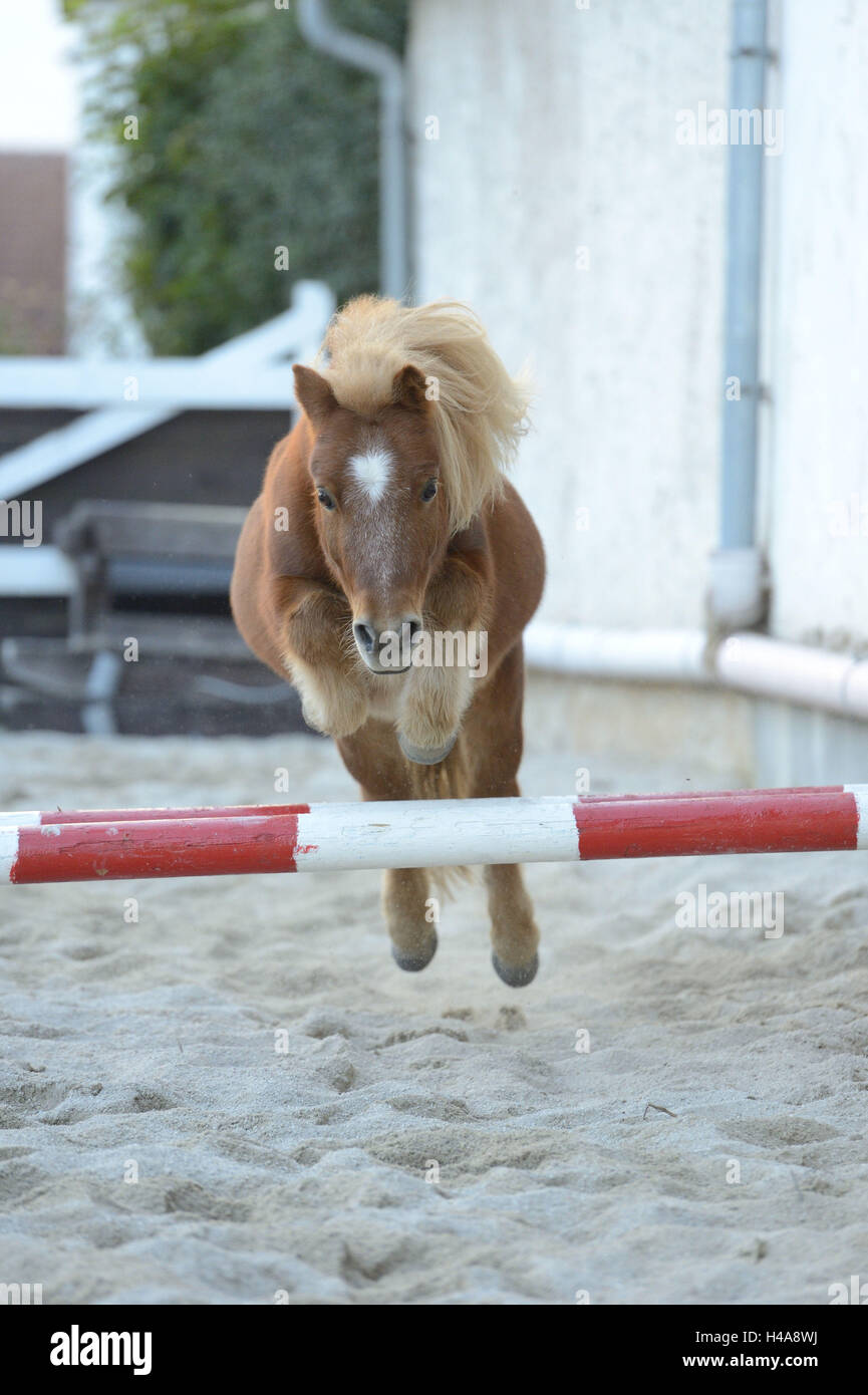 Miniatura pony Shetland, castagno, paddock, vista frontale, ostacolo, saltando, guardando la telecamera, Foto Stock