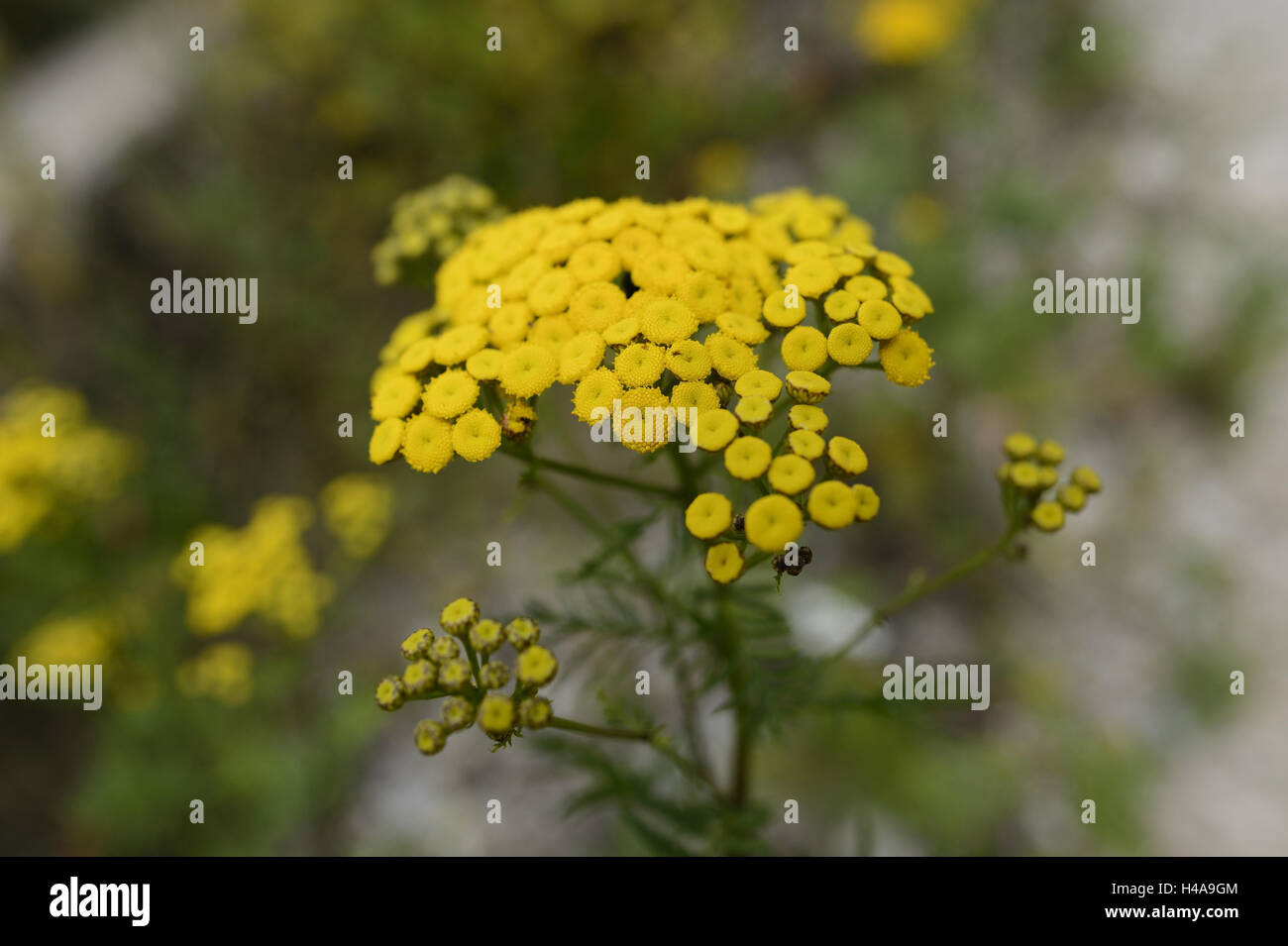 Margine felce, Tanacetum vulgare, blossom, Foto Stock