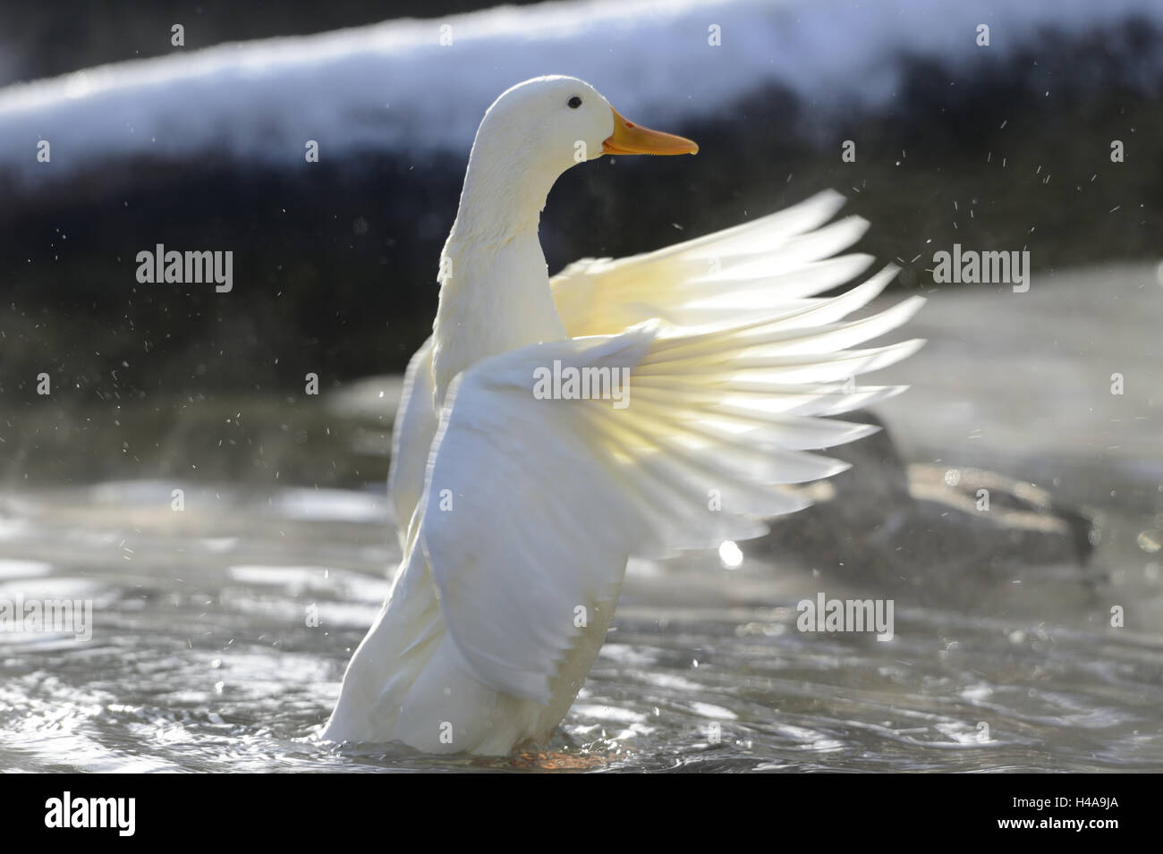 Anatra alla Pechinese, casa d'anatra, anatra, bianco, acqua, ali, oscilla, shake, a lato, Foto Stock Anatra alla Pechinese, casa d'anatra, anatra, bianco, acqua, ali, oscilla, shake, a lato, Foto Stock