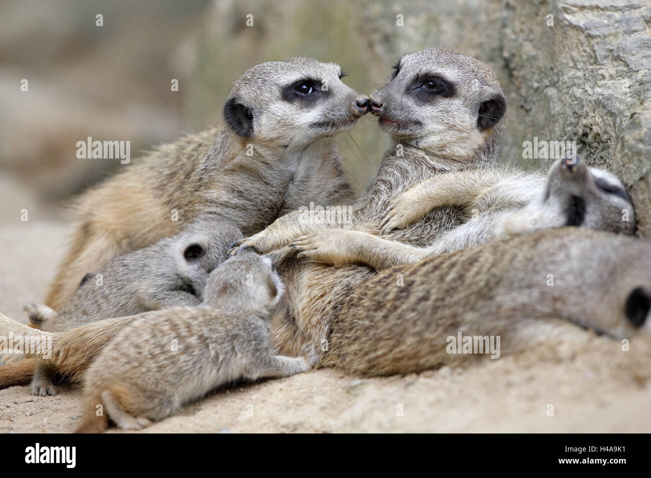 Terra piccolo uomo la famiglia, Suricata suricatta, animali giovani, infermiere, animali animali selvatici, mammiferi predatori, terra piccoli uomini, animali familiari, animali giovani, giovane generazione, il comportamento sociale, sicurezza, la sutura, animali da zoo, habitat, cattività, Foto Stock
