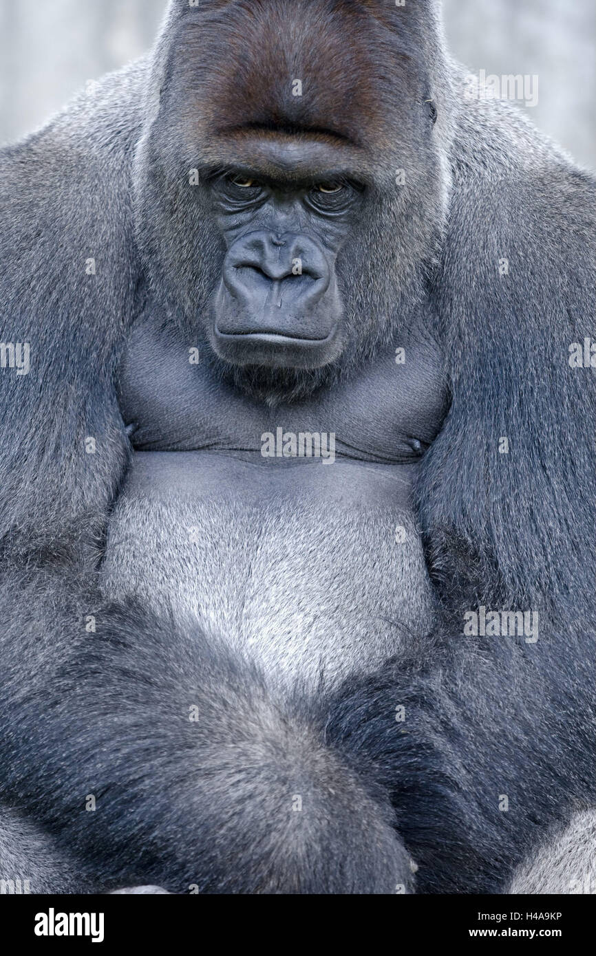 Pianura Gorilla Gorilla gorilla gorilla, maschio, tagliata, Foto Stock