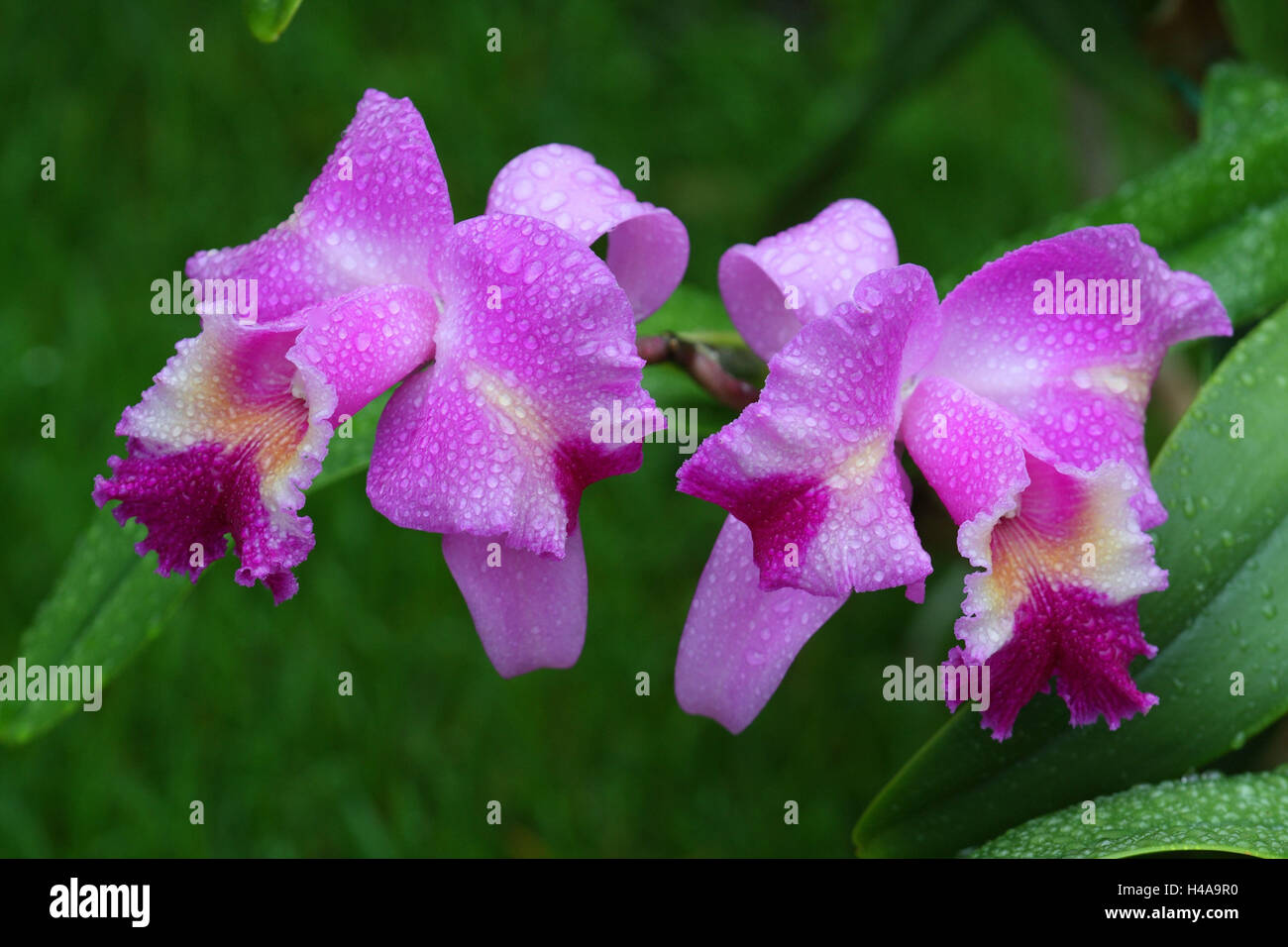 Fioritura di orchidee, Cattleya ibrido, Foto Stock