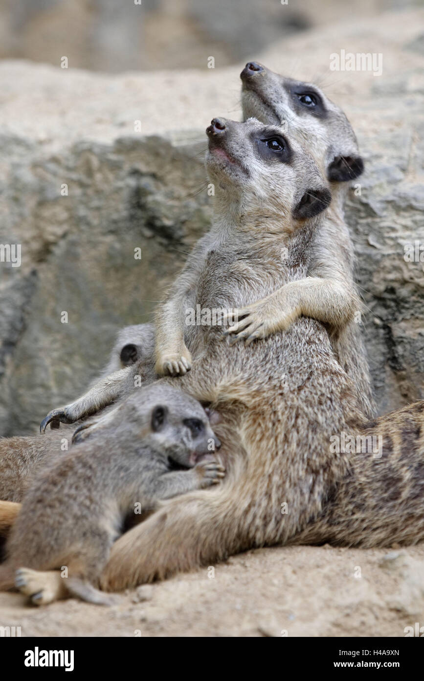 Terra piccolo uomo la famiglia, Suricata suricatta, giovane animale, infermiere, animali animali selvatici, mammiferi predatori, terra piccoli uomini, animali familiari, animali giovani, giovane generazione, vigilanza, ad alto livello di opinioni, l abbraccio, animali da zoo, habitat, cattività, Foto Stock