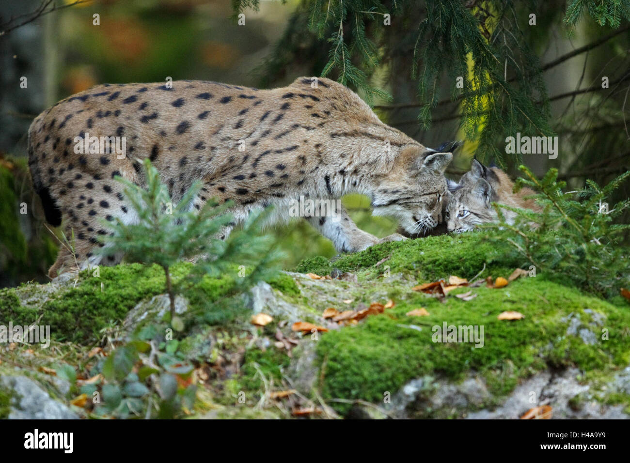 Foresta, eurasiatica, Lynx Lynx lynx, madre e cub, il contatto visivo Foto Stock