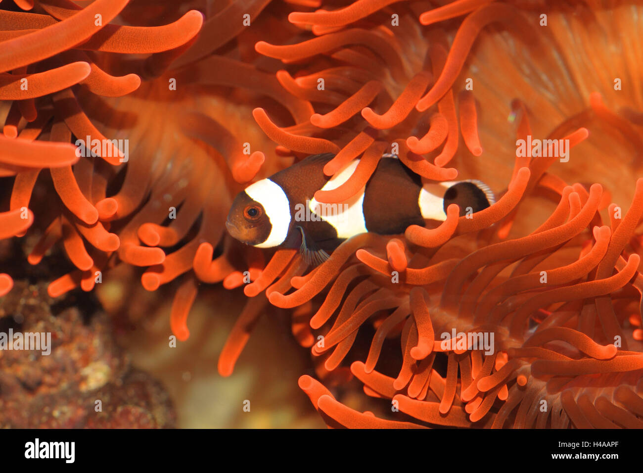 Clark anemonefish, Foto Stock