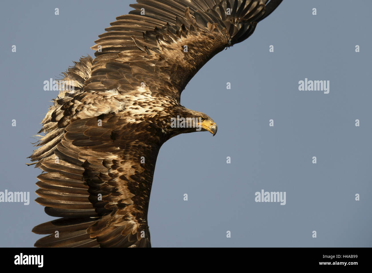 Aquila di mare in volo, Haliaeetus albicilla, Foto Stock