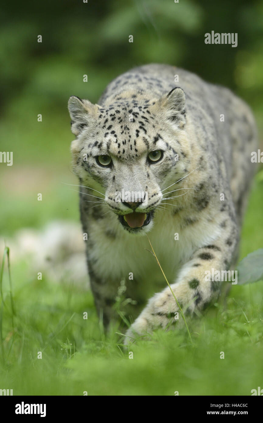 Snow Leopard, Uncia uncia, prato, in esecuzione, vista frontale, guardando la telecamera, Foto Stock