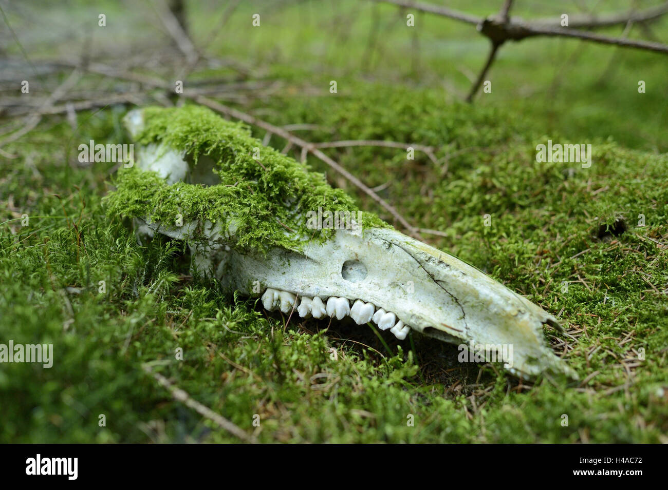 Le ossa di animali, le ganasce superiori, MOSS, giacciono, Foto Stock