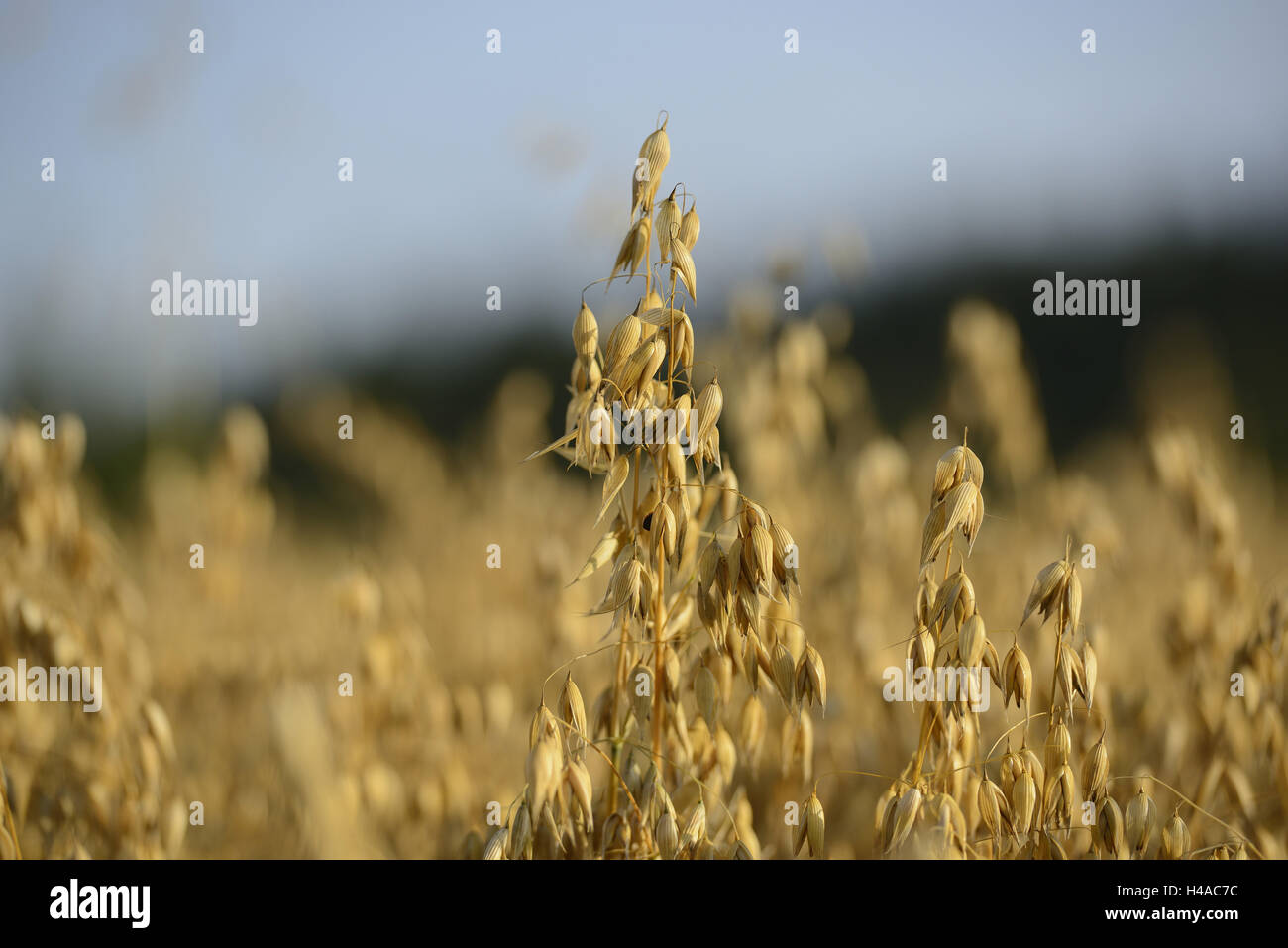 La semina di OAT, Avena sativa, medium close-up, Foto Stock