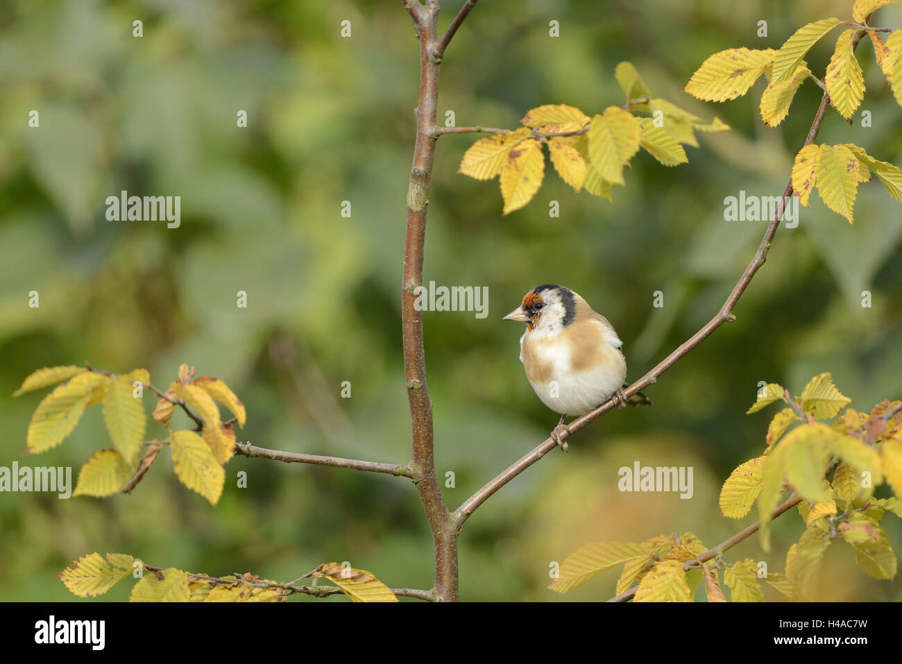 Cardellino, Carduelis carduelis, forcella, sedersi, con testa, Foto Stock