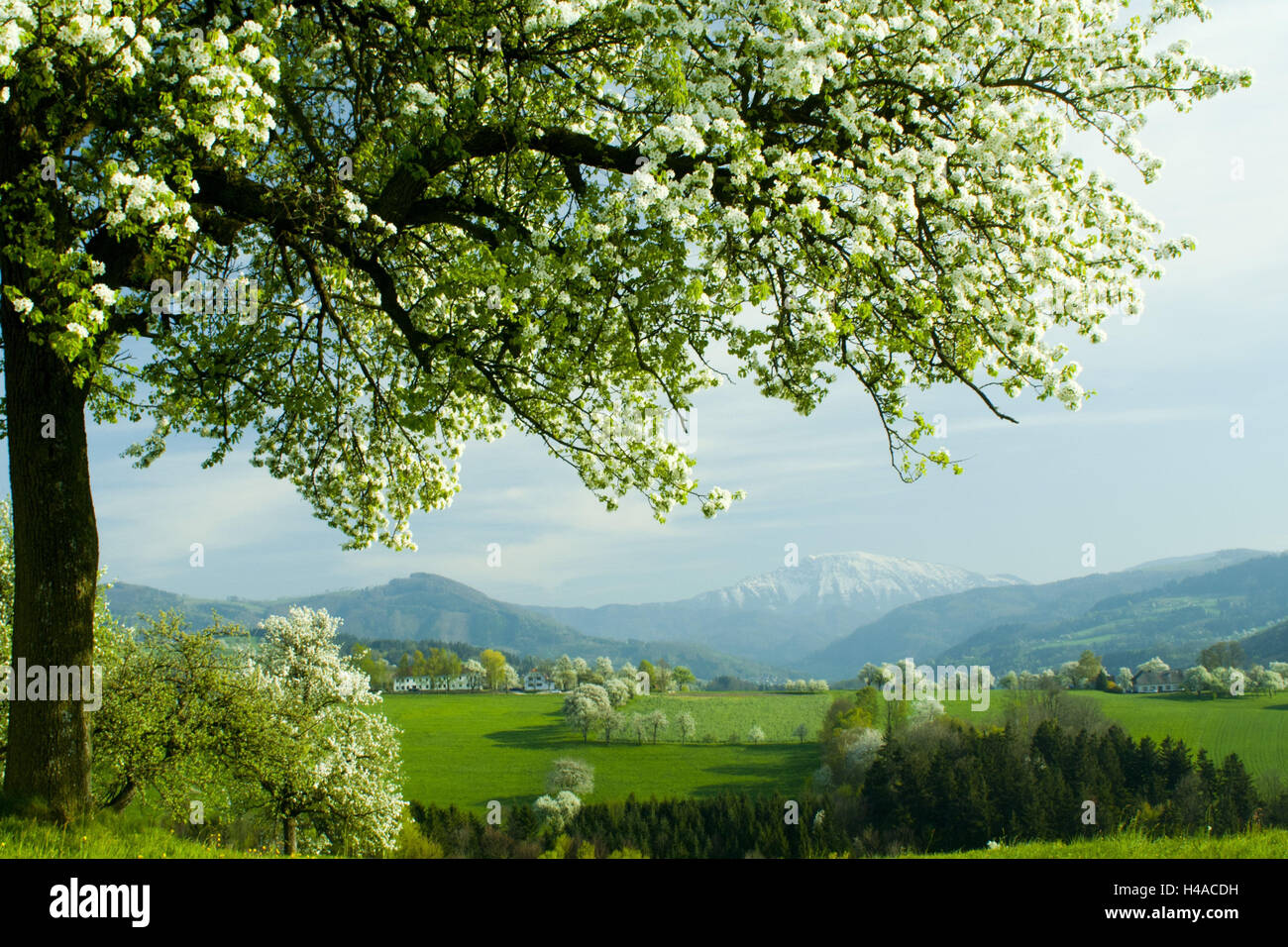 Bassa Austria, succo di frutta quarta, alberi da frutto, blossom vertice nevoso il Ötschers, Foto Stock