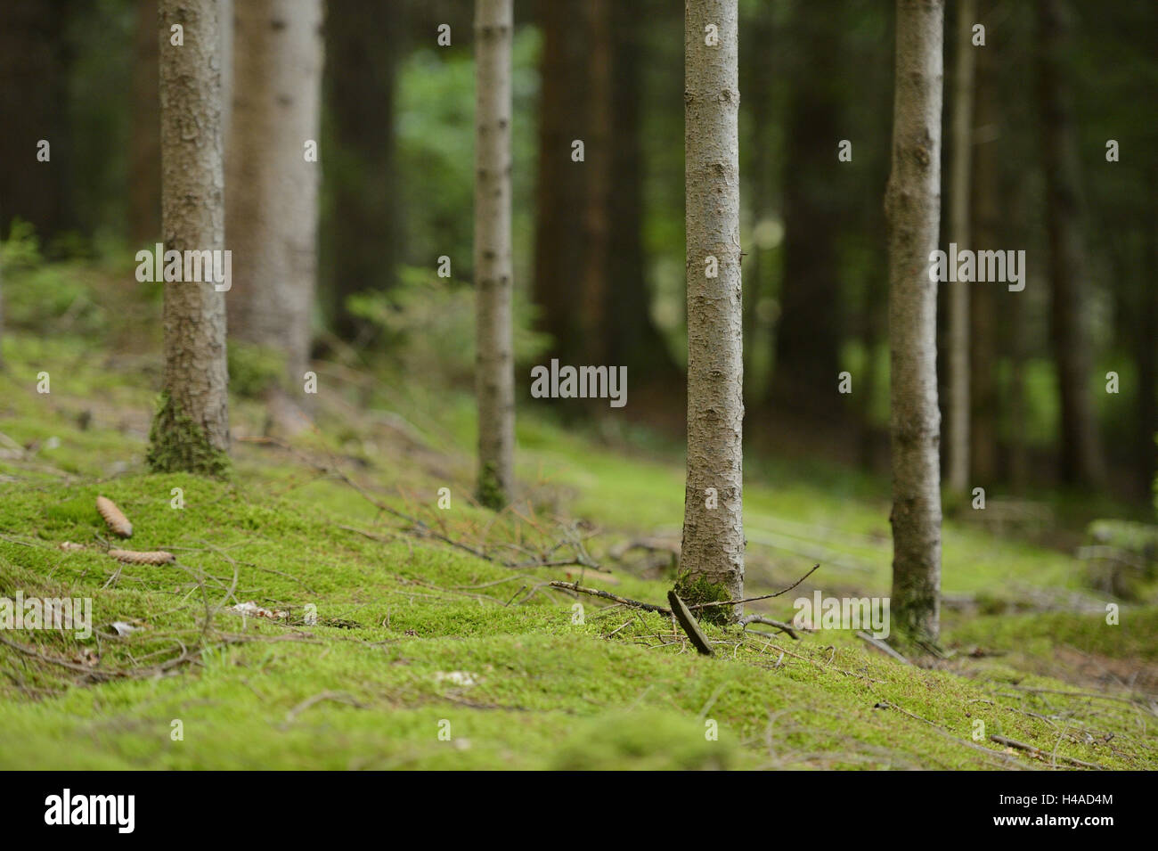 Bosco di abeti, Picea abies, linee medie close-up, Foto Stock