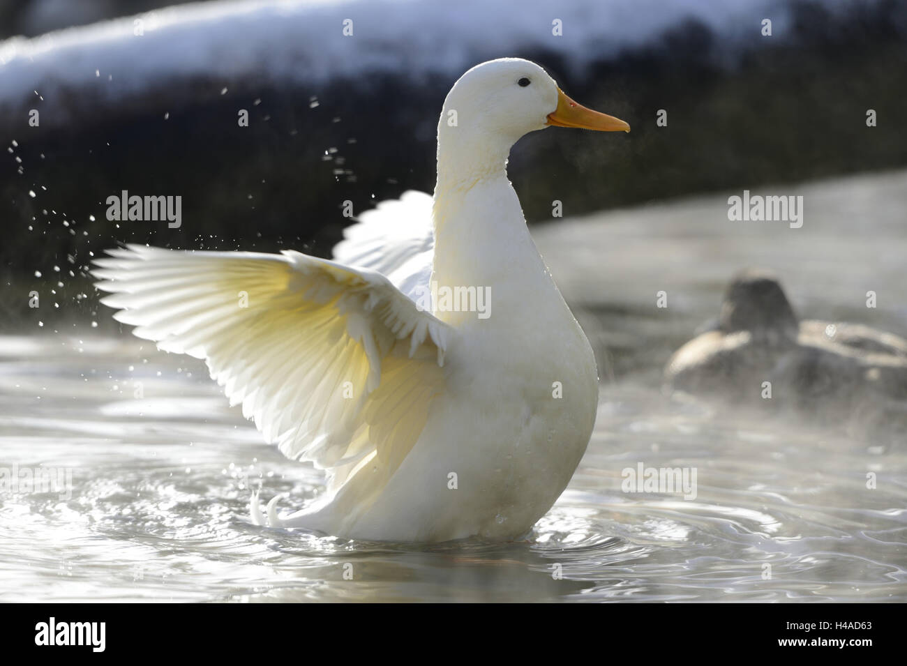 Anatra alla Pechinese, casa d'anatra, anatra, bianco, acqua, ali, oscilla, shake, a lato, Foto Stock Anatra alla Pechinese, casa d'anatra, anatra, bianco, acqua, ali, oscilla, shake, a lato, Foto Stock