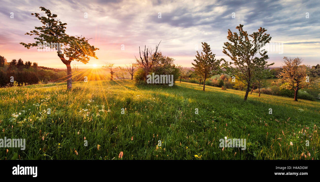 In Germania, in Baviera, Augsburg Western boschi parco naturale, arbusti, Leuthau, sunrise, Foto Stock