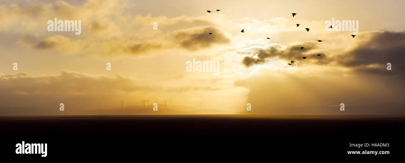 Australia, Canberra, tramonto, stormo di uccelli, nebbia, Foto Stock