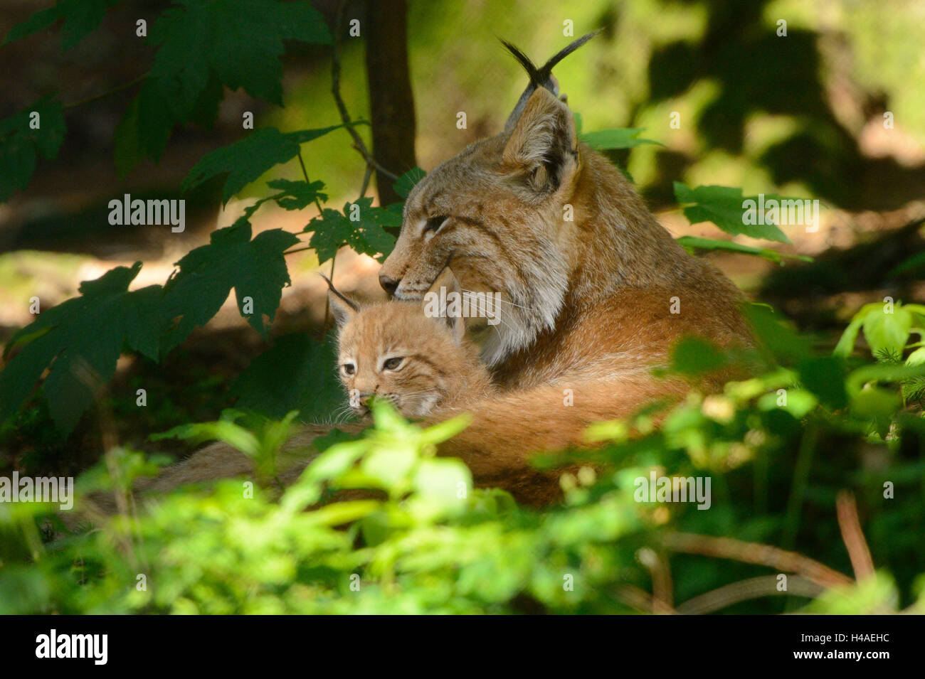 Eurasian, Lynx Lynx lynx, madre con il giovane animale, Foto Stock