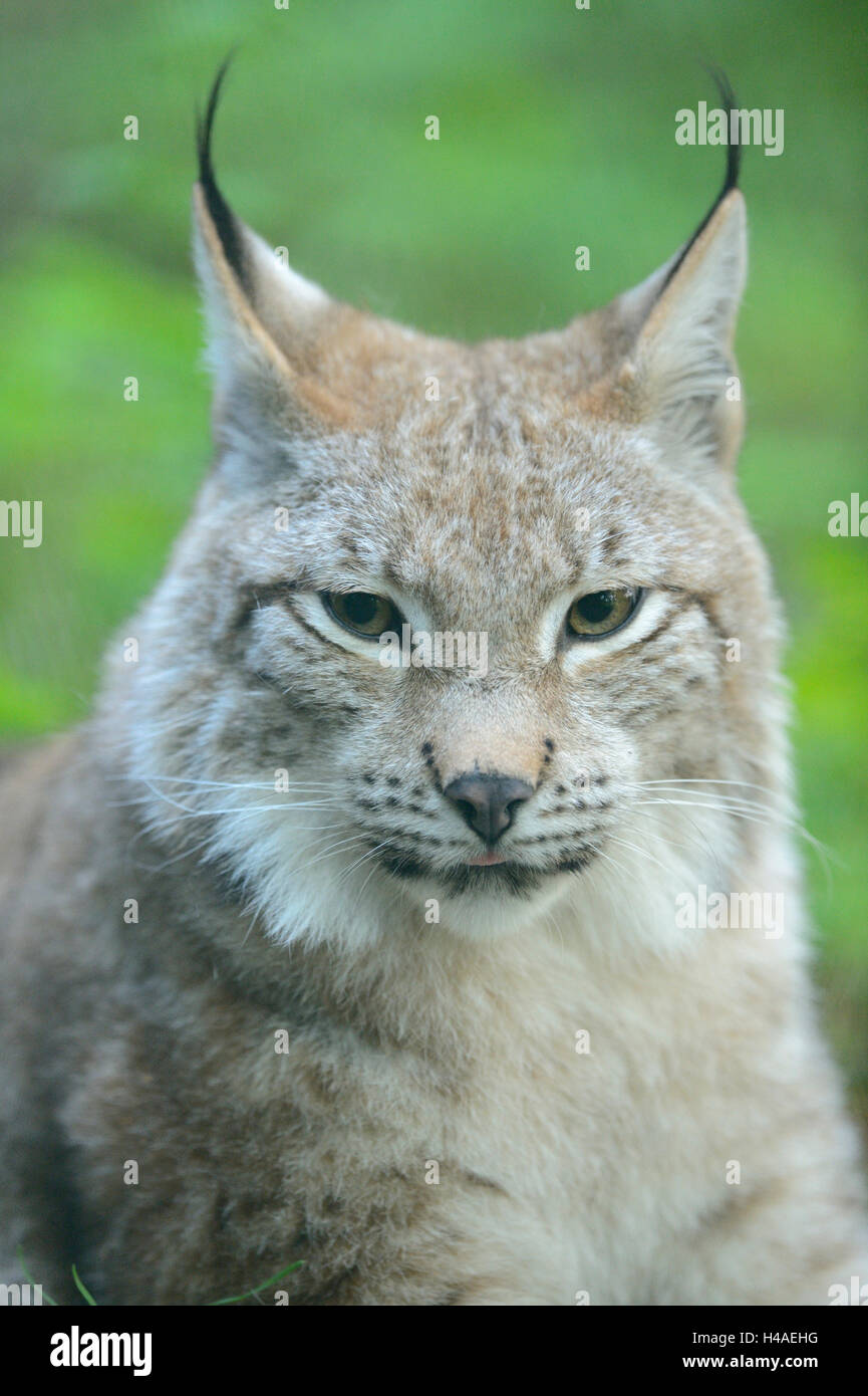 Eurasian, Lynx Lynx lynx, ritratto, con testa, guardando la telecamera, Foto Stock