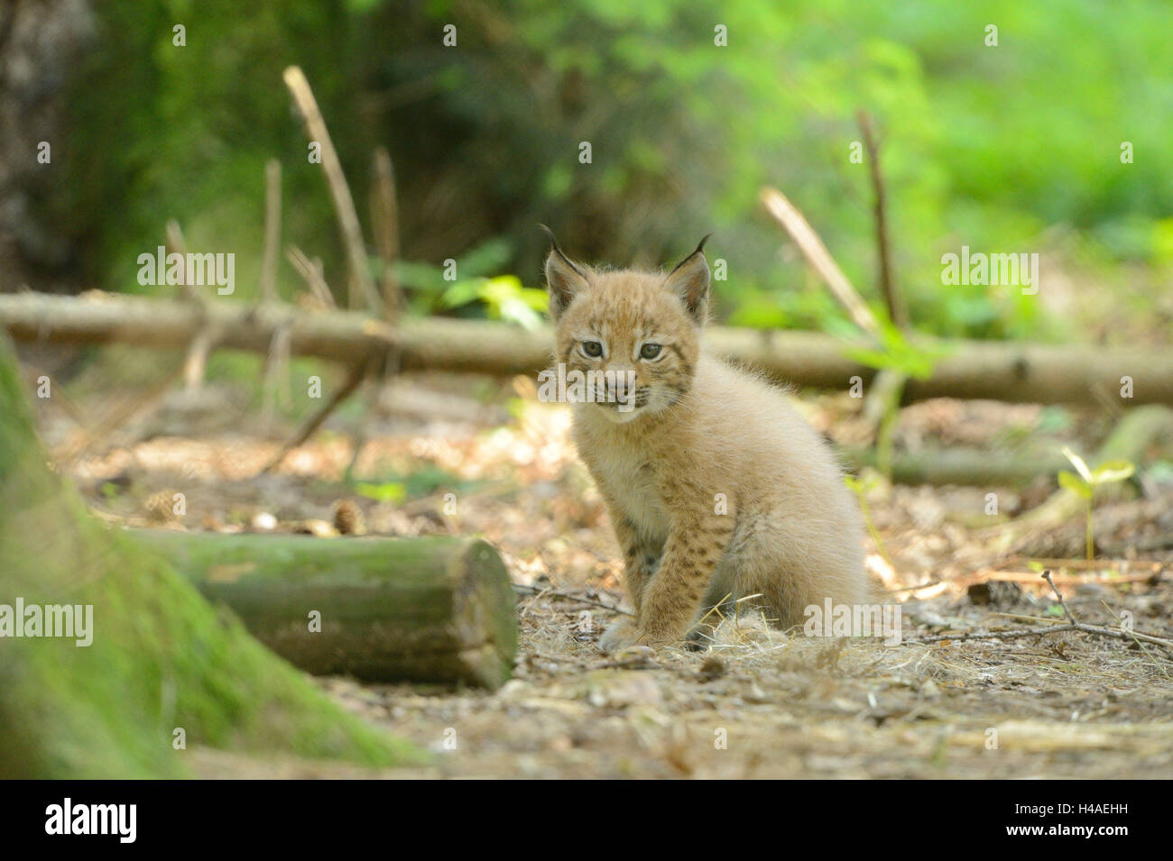 Eurasian, Lynx Lynx lynx, giovane animale, con testa, seduta, guardando la telecamera, Foto Stock