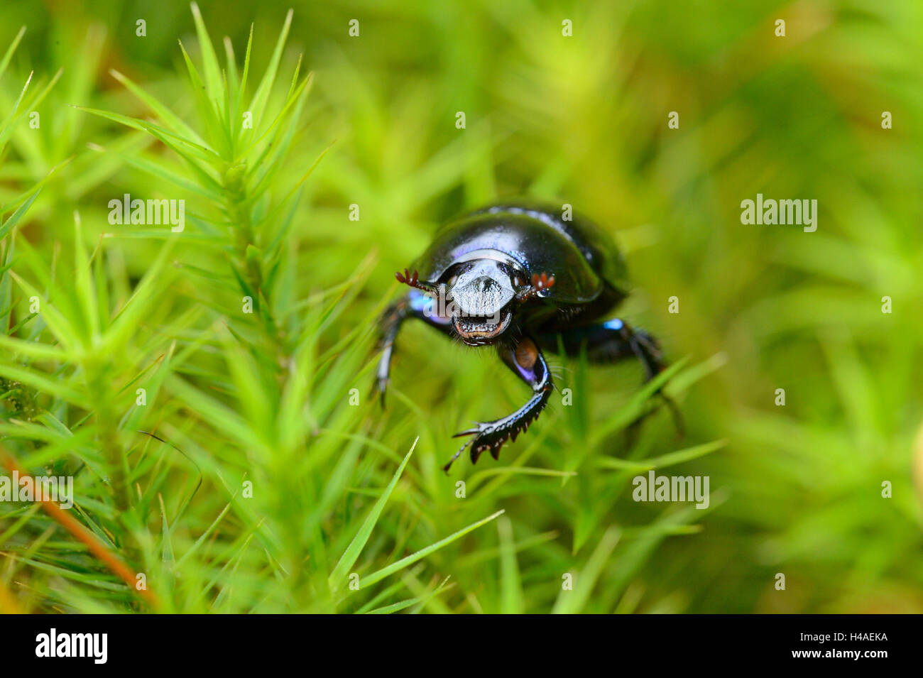 Dung beetle, Anoplotrupes stercorosus, MOSS, con testa, guardando la telecamera, Foto Stock