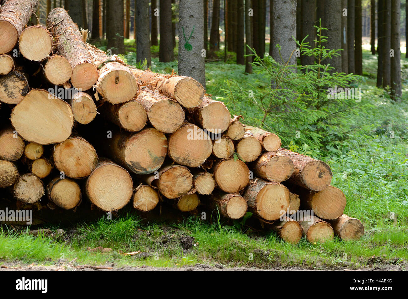 Palo di legno, linee, bordo della foresta, Foto Stock