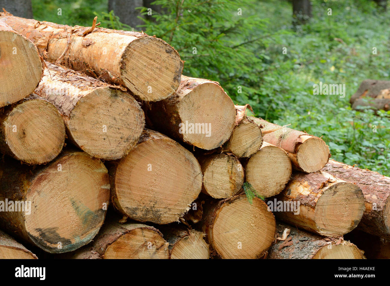Palo di legno, linee, bordo della foresta, Foto Stock