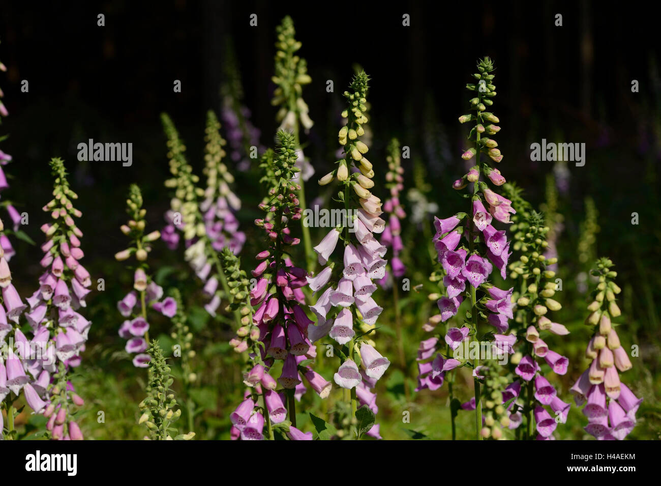 Foxglove viola, Digitalis purpurea, fioriture, Foto Stock