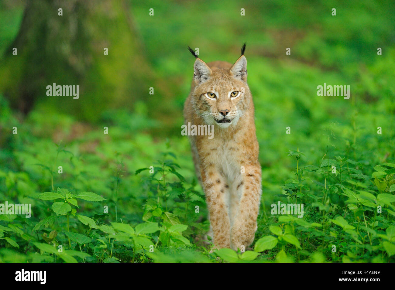 Eurasian, Lynx Lynx lynx, con testa, Anguidae, guardando la telecamera, Foto Stock