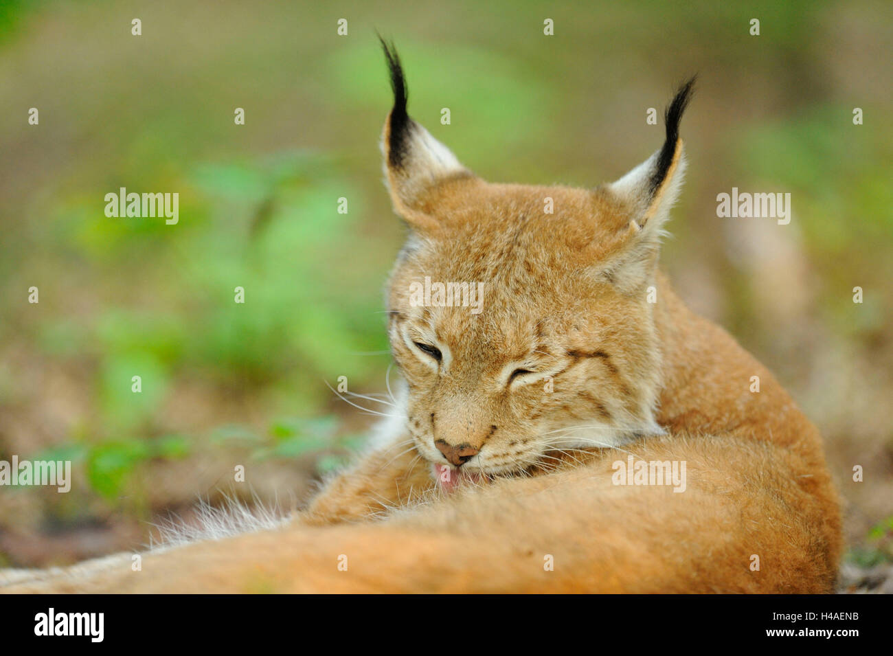 Eurasian, Lynx Lynx lynx, ritratto, Foto Stock