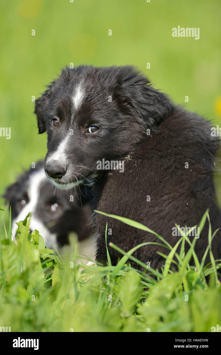 Cane ibrido, prato, seduta, guardando la telecamera, Foto Stock