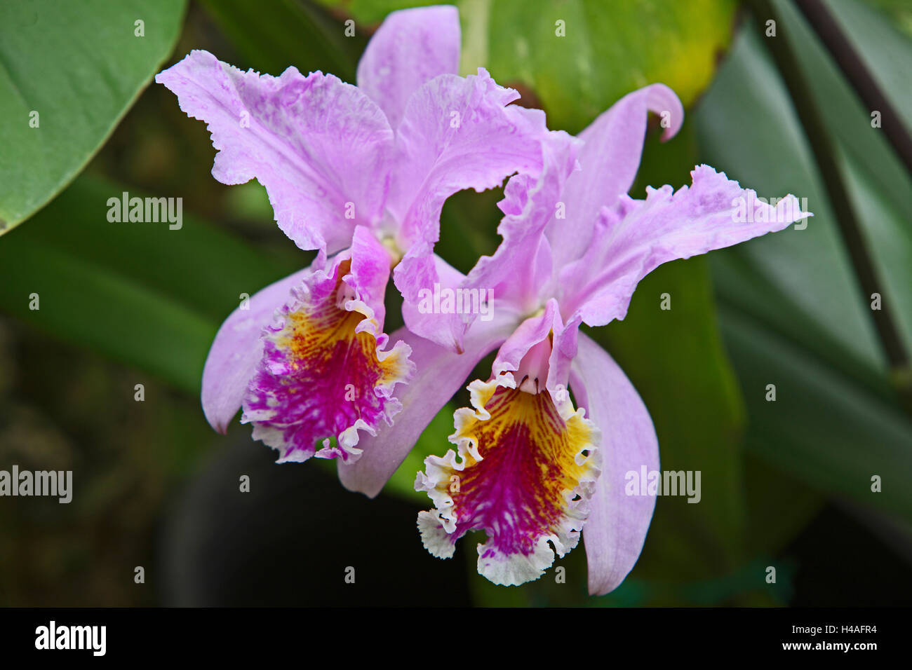 Fiori, botanica, fiorisce, orchidee Foto Stock