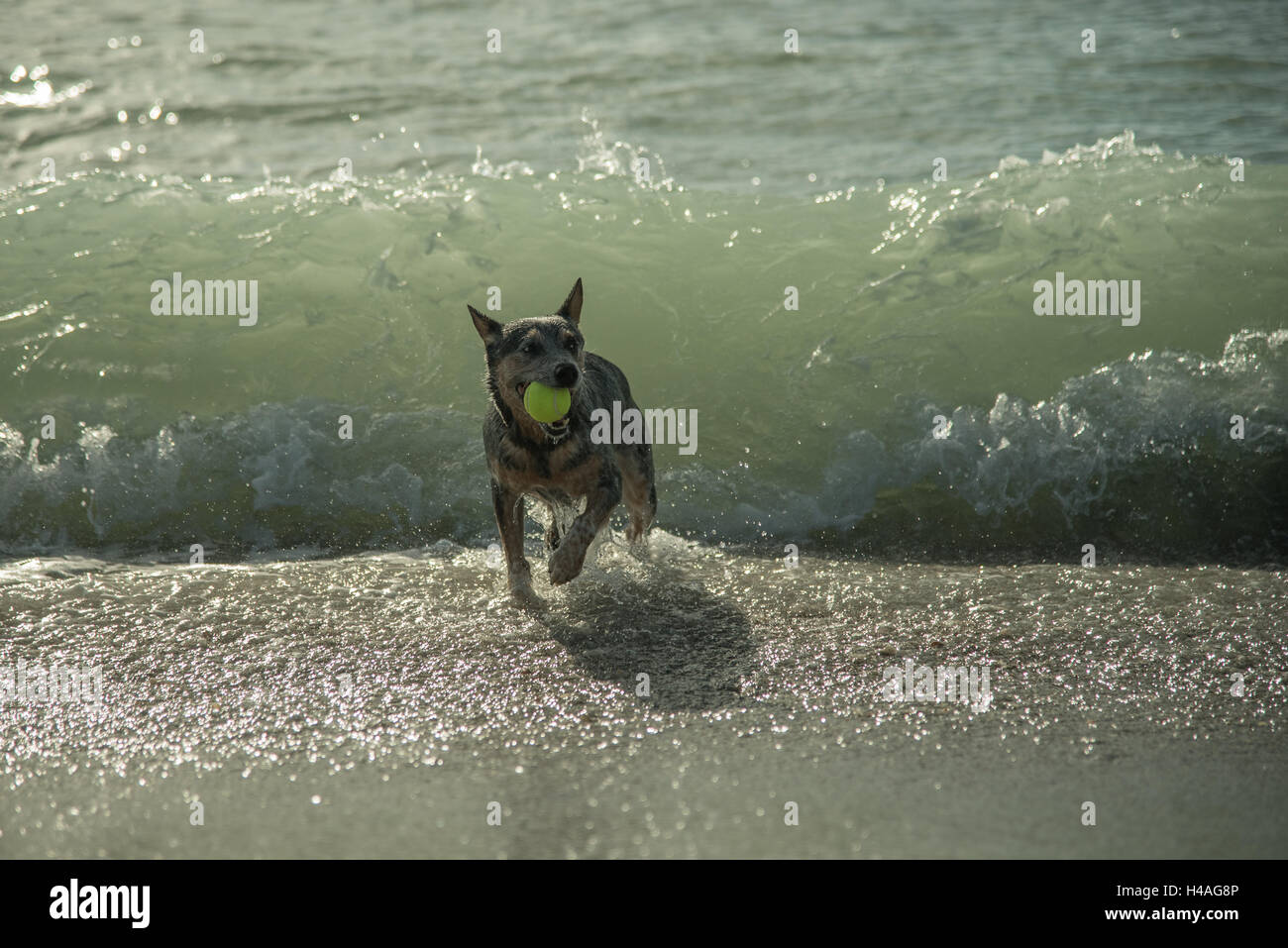Un catahoula leopard gioca mescolare energicamente con una palla da tennis tra le onde a zampa Brohard Park in Venice, in Florida. Foto Stock