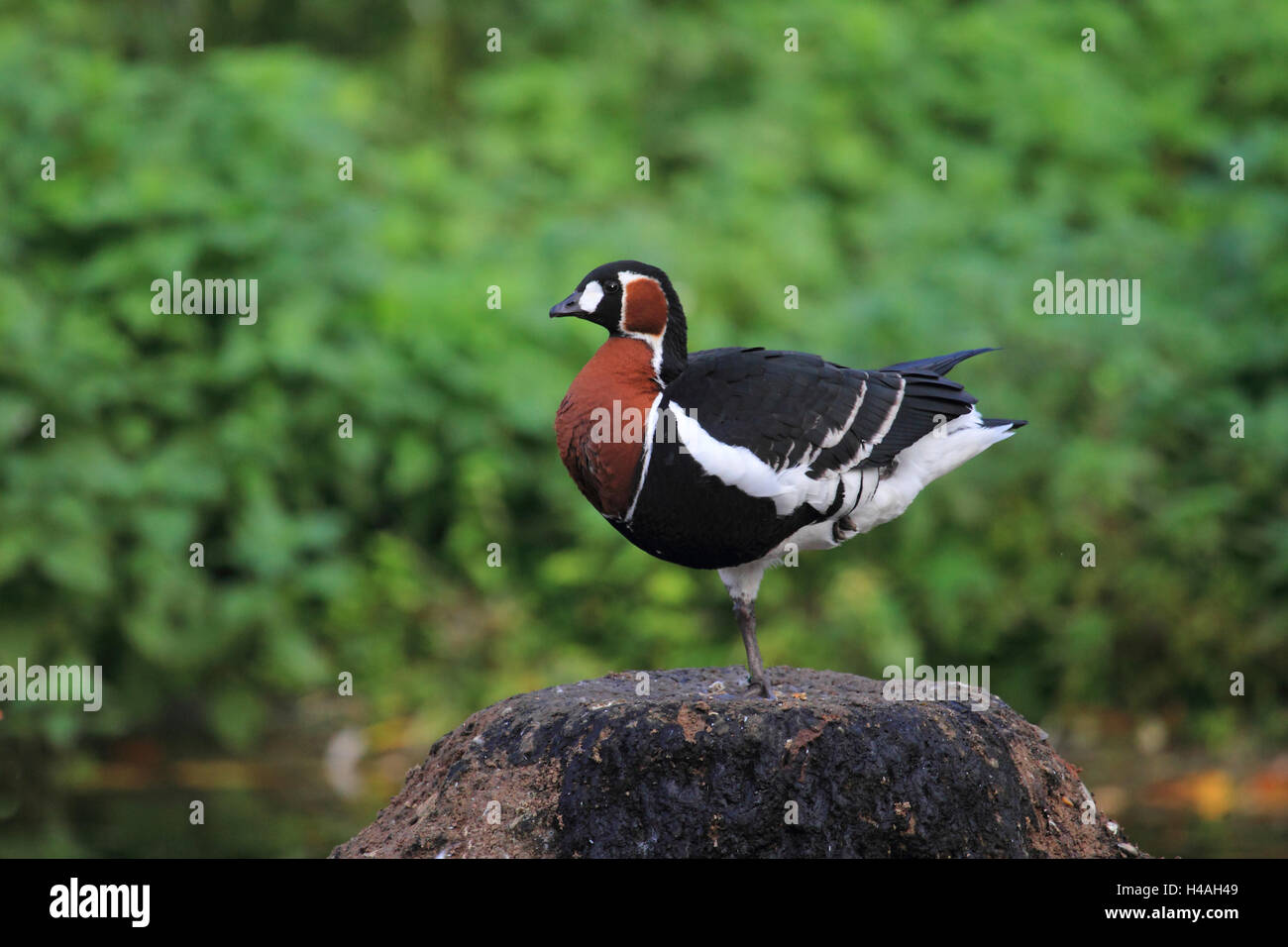 Rosso-petto d'oca, Branta ruficollis Foto Stock