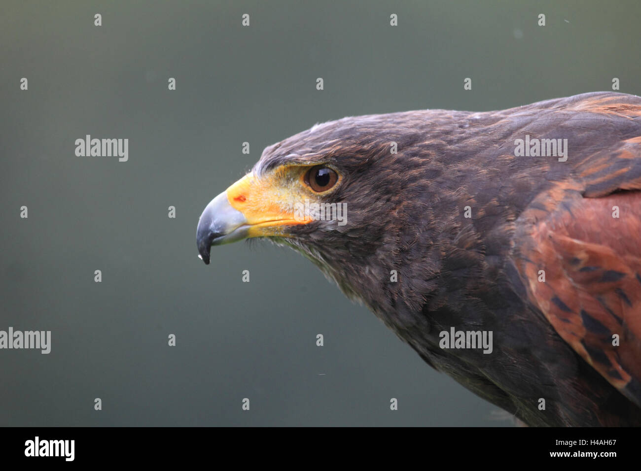 La Harris hawk Parabuteo unicinctus Foto Stock
