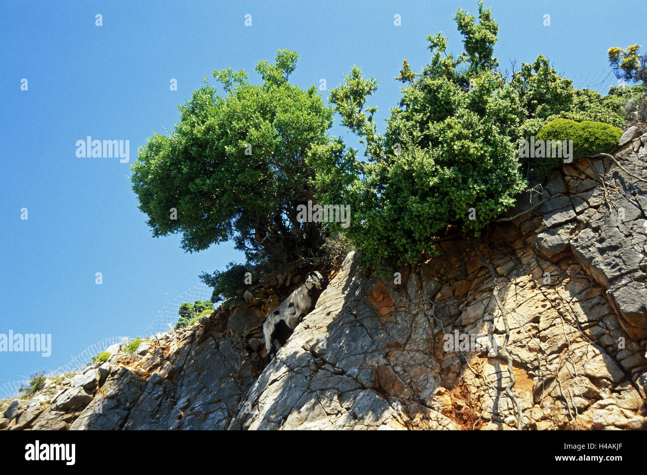 La Grecia, Creta, altopiano di Askifou, rock, ripidamente, capra, Foto Stock