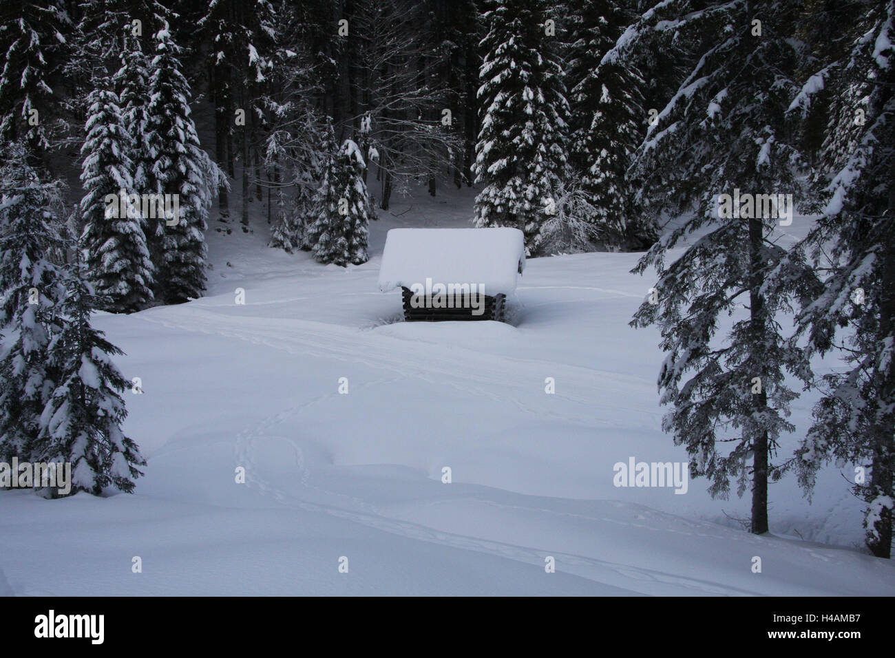 Sci di fondo, legno, granaio, le tracce degli animali, inverni, paesaggio, paesaggio invernale, sport, sport invernali, sci di fondo, cross-country trail, via, tracce classicamente, parallela, nessuno, alberi, neve, impressioni, animale via, granaio, Foto Stock