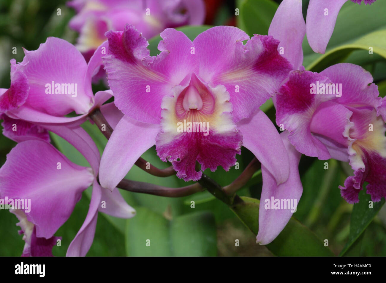 Fioritura di orchidee, Cattleya ibrido, Foto Stock