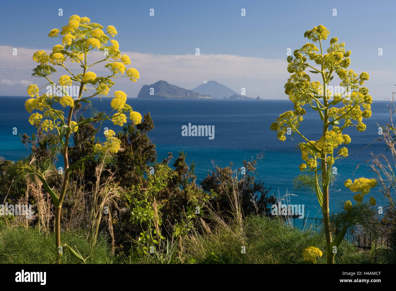 L'Italia, Sicilia, isola di Lipari, gigantesco finocchio, fiorisce, medium close-up, Foto Stock