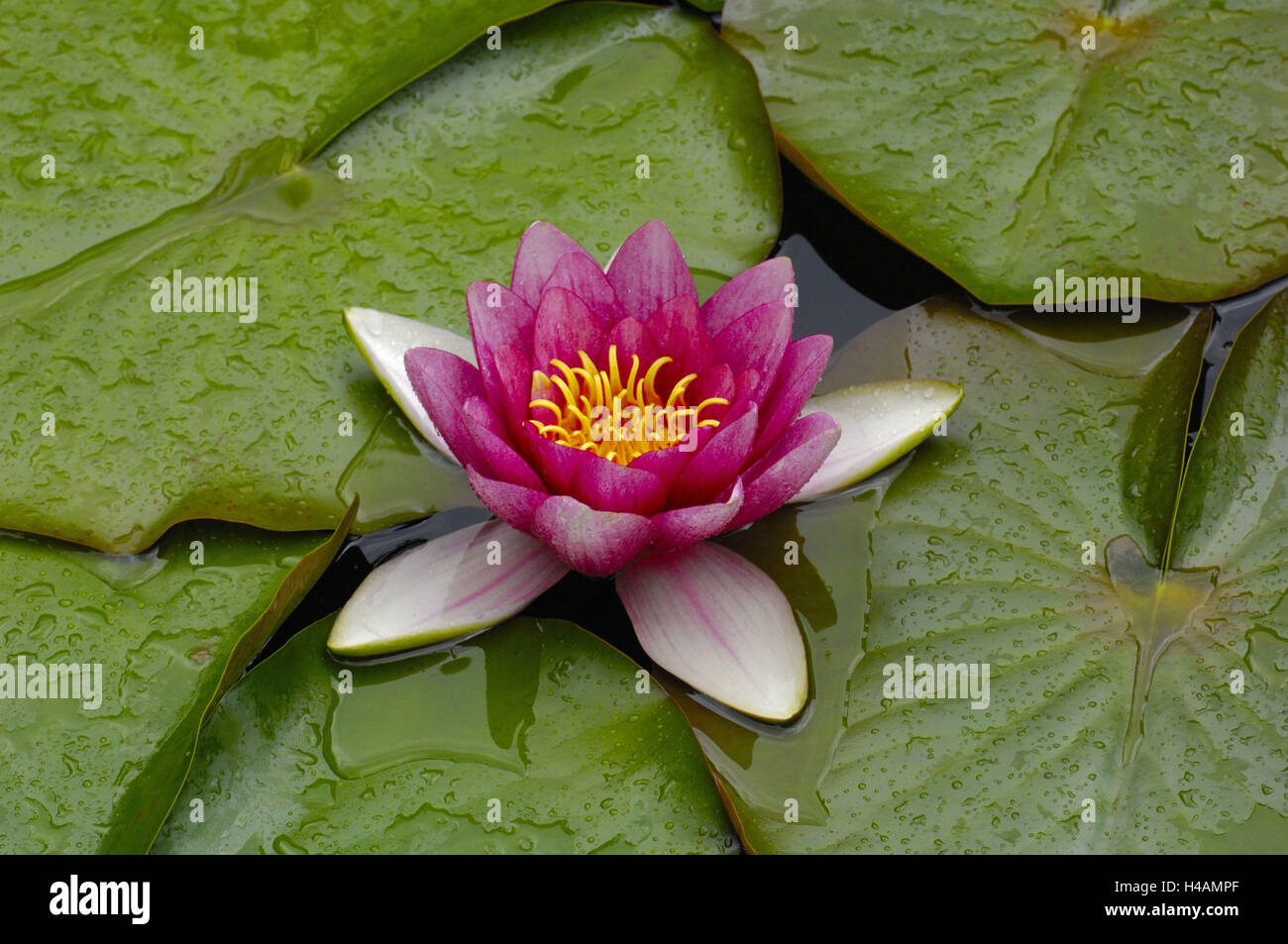 Ninfee, blossom, foglie, gocce di acqua, Foto Stock