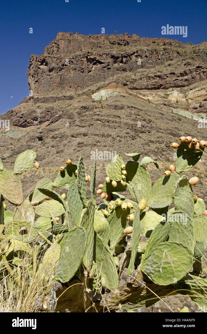 Spagna, isola Canarie, grana Canaria, Degollada de Veneguera, lotto azulejos, fig cactus, Foto Stock