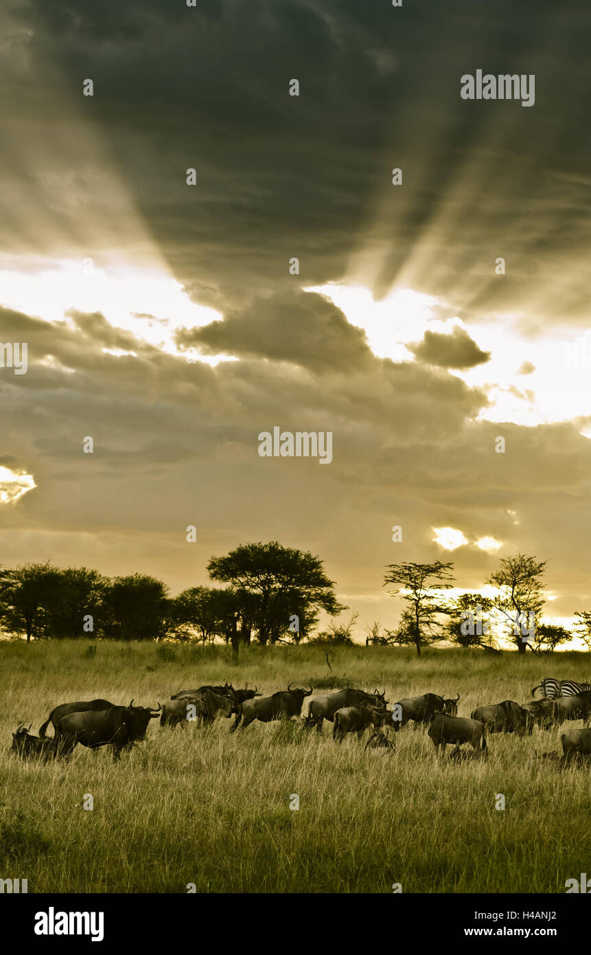 Africa Africa Orientale, Tanzania Serengeti, fauna selvatica, gnus, zebre, Foto Stock