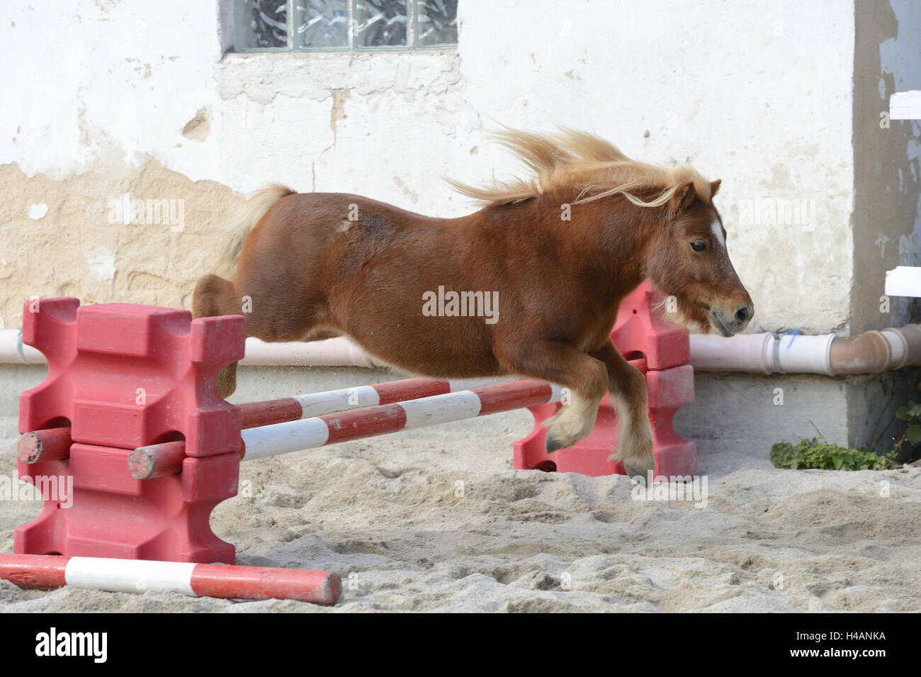 Mini pony Shetland, scuro sorrel, paddock, vista laterale, ostacolo, saltando, Foto Stock